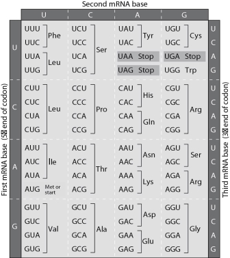 Using the following figure, identify a 5' → 3' sequence of nucleotides in the DNA template strand for an mRNA coding for the polypeptide sequence Phe-Pro-Lys.