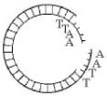 <strong>Use Figure 13.3 to answer the following question. Figure 13.3 Which enzyme was used to produce the molecule in Figure 13.3?</strong> A) ligase B) transcriptase C) a restriction enzyme D) RNA polymerase E) DNA polymerase
