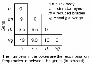 <strong> Figure 12.2 In a series of mapping experiments, the recombination frequencies for four different linked genes of Drosophila were determined as shown in Figure 12.2. What is the order of these genes on a chromosome map?</strong> A) rb-cn-vg-b B) vg-b-rb-cn C) cn-rb-b-vg D) b-rb-cn-vg E) vg-cn-b-rb