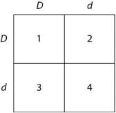 <strong>Use Figure 11.1 and the following description to answer the questions below. In a particular plant, leaf color is controlled by gene locus D. Plants with at least one allele D have dark green leaves, and plants with the homozygous recessive dd genotype have light green leaves. A true-breeding dark-leaved plant is crossed with a light-leaved one, and the F1 offspring is allowed to self-pollinate. The predicted outcome of the F2 is diagrammed in the Punnett square shown in Figure 11.1, where 1, 2, 3, and 4 represent the genotypes corresponding to each box within the square. Figure 11.1 Which of the boxes marked 1-4 correspond(s) to plants with dark leaves?</strong> A) 1 only B) 1 and 2 C) 2 and 3 D) 4 only E) 1, 2, and 3