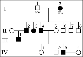 <strong>The following questions refer to the pedigree chart in Figure 11.2 for a family, some of whose members exhibit the dominant trait, W. Affected individuals are indicated by a dark square or circle. Figure 11.2 What is the likelihood that the progeny of IV-3 and IV-4 will have the trait?</strong> A) 0% B) 25% C) 50% D) 75% E) 100%