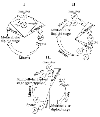 Refer to the life cycles illustrated in Figure 10.1 to answer the following questions. Figure 10.1 -Which of the life cycles is (are) typical for most fungi and some protists?