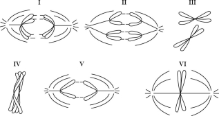 <strong>Refer to the drawings in Figure 10.2 of a single pair of homologous chromosomes as they might appear during various stages of either mitosis or meiosis, and answer the following questions. Figure 10.2 Which diagram represents anaphase I of meiosis?</strong> A) I B) II C) IV D) V E) VI
