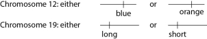 Refer to the following information and Figure 10.4 to answer the following questions. A certain (hypothetical) organism is diploid, has either blue or orange wings as the consequence of one of its genes on chromosome 12, and has either long or short antennae as the result of a second gene on chromosome 19, as shown in Figure 10.4. Figure 10.4 -A female with a paternal set of one orange and one long gene chromosome and a maternal set comprised of one blue and one short gene chromosome is expected to produce which of the following types of eggs after meiosis?