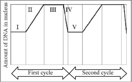 <strong> Figure 9.3 In Figure 9.3, G1 is represented by which numbered parts of the cycle?</strong> A) I or V B) II or IV C) III only D) IV only E) V only
