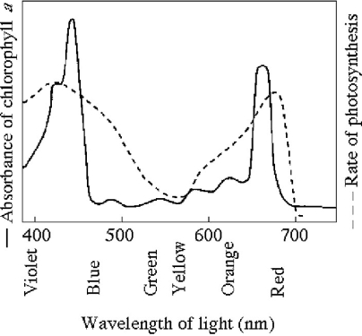Figure 8.1 -Figure 8.1 shows the absorption spectrum for chlorophyll a and the action spectrum for photosynthesis. What wavelength of light is most effective in driving photosynthesis?