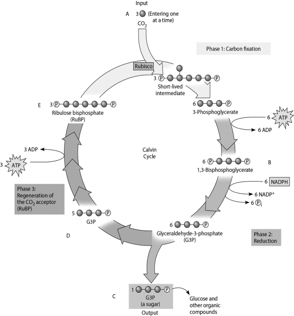 Figure 8.2 -Use Figure 8.2 and the compounds labeled A, B, C, D, and E to answer the following question. Which molecule(s) of the Calvin cycle is (are) also found in glycolysis?
