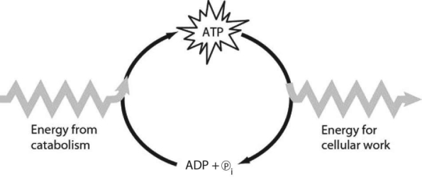 <strong> Figure 6.1 Which of the following is the most correct interpretation of Figure 6.1?</strong> A) Inorganic phosphate is created from organic phosphate. B) Energy from catabolism can be used directly for performing cellular work. C) ADP + ℗i are a set of molecules that store energy for catabolism. D) ATP is a molecule that acts as an intermediary to store energy for cellular work. E) ℗i acts as a shuttle molecule to move energy from ATP to ADP.