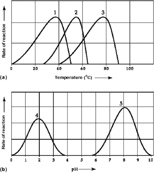 <strong> Figure 6.3 Activity of various enzymes (a) at various temperatures and (b) at various pH. Which curves on the graphs in Figure 6.3 may represent the temperature and pH profiles of an enzyme taken from a bacterium that lives in a mildly alkaline hot spring at temperatures of 70°C or higher?</strong> A) curves 1 and 5 B) curves 2 and 4 C) curves 2 and 5 D) curves 3 and 4 E) curves 3 and 5