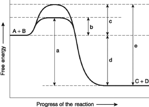<strong>The following question(s) are based on the reaction A + B ↔ C + D shown in Figure 6.4. Figure 6.4 Which of the following represents the ΔG of the reaction in Figure 6.4?</strong> A) a B) b C) c D) d E) e