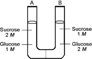 Figure 5.2 The solutions in the two arms of this U-tube (Figure 5.2) are separated by a membrane that is permeable to water and glucose but not to sucrose. Side A is half-filled with a solution of 2 M sucrose and 1 M glucose. Side B is half-filled with 1 M sucrose and 2 M glucose. Initially, the liquid levels are equal. Refer to the figure to answer the following question(s). -After the system depicted in the figure reaches equilibrium, what changes are observed with respect to the concentrations of sugars?