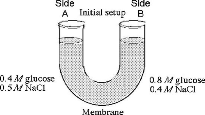 <strong>  Figure 5.3 The solutions in the arms of a U-tube (Figure 5.3) are separated at the bottom of the tube by a selectively permeable membrane. The membrane is permeable to sodium chloride but not to glucose. Side A is filled with a solution of 0.4 M glucose and 0.5 M sodium chloride (NaCl), and side B is filled with a solution containing 0.8 M glucose and 0.4 M sodium chloride. Initially, the volume in both arms is the same. Refer to the figure to answer the following questions. At the beginning of the experiment, side A in the figure</strong> A) is hypertonic to side B. B) is hypotonic to side B. C) is isotonic to side B. D) is hypertonic to side B with respect to glucose. E) is hypotonic to side B with respect to sodium chloride. <div style=padding-top: 35px> 