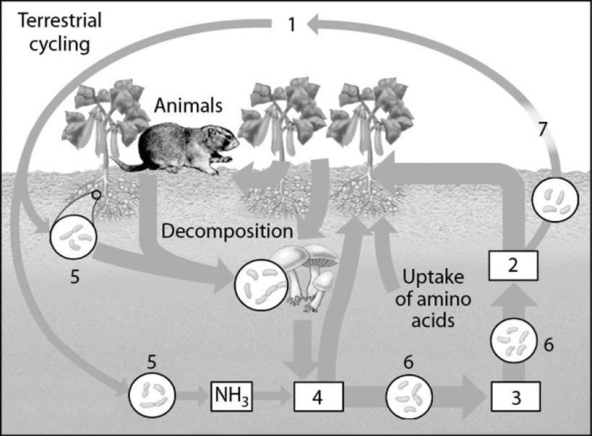 <strong> Figure 42.3 In the diagram of the nitrogen cycle in Figure 42.3, which number represents the ammonium ion (NH4+)?</strong> A) 1 B) 2 C) 3 D) 4