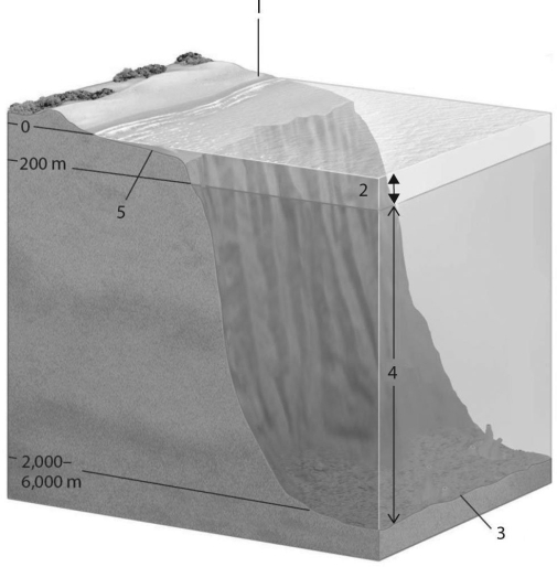 Figure 40.2 shows a generalized cross section of the marine environment with various zones labeled with letters. Choose the number that best answers the question(s). Figure 40.2 -Which zone has a condition of constant temperature?