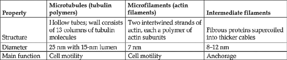 <strong>  Table 4.1The differences among the three categories of cytoskeletal elements outlined in Table 4.1 suggest that each has a specialized role. Which of the following is a correct match between a cytoskeletal element and its function? (All three elements are involved in the maintenance of cell shape.)</strong> A) microfilaments and intracellular vesicle transport B) microtubules and cleavage furrow formation C) microfilaments and flagellar motility D) intermediate filaments and cytoplasmic streaming E) microtubules and chromosome movement <div style=padding-top: 35px> 