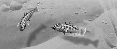 <strong> Figure 39.3 In the territorial behavior of the stickleback fish, the red belly of one male that elicits attack from another male is functioning as a</strong> A) pheromone. B) sign stimulus. C) fixed action pattern. D) hormone.