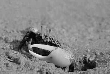 <strong> Figure 39.4 The behavior of most animals is influenced by the periods of daylight and darkness in the environment. Fiddler crabs' courtship behaviors are instead synchronized by the 29 1/2-day cycle of the moon. What is the adaptive significance of using lunar cues?</strong> A) The fiddler crab courtship ritual is highly visual, so individuals need the light of the full moon to be able to observe courtship displays. B) Egg maturation in fiddler crab females takes 29 1/2 days. C) By courting at the full and new moon, fiddler crabs link their reproduction to the times of the highest tides that disperse their larvae to safer, deeper waters. D) The algae that larval fiddler crabs consume for energy and metabolism bloom on a monthly cycle, so recently hatched larvae have plenty to eat during a crucial time of their lives. E) It takes about 29 days for a fiddler crab to reach sexual maturity.
