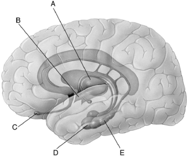Figure 38.1 -In Figure 38.1, which letter points to the thalamus?