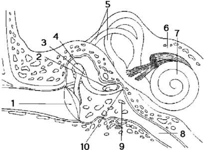 Figure 38.3 -Vibrations of the tympanic membrane are transmitted to the oval window by the structure(s) at which number(s)?