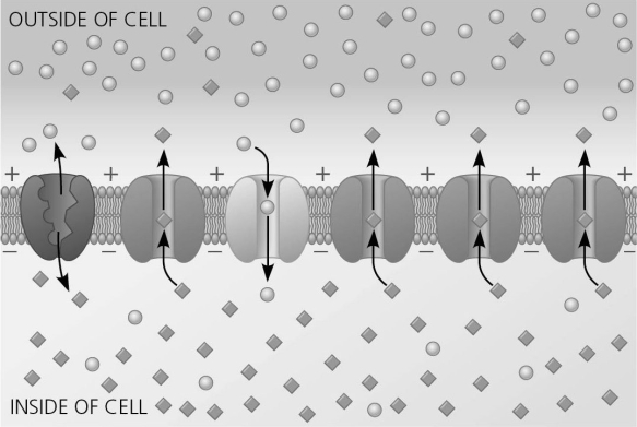   Figure 37.2 Figure 37.2 shows many channels in a cell membrane. The channel third from the left is a voltage-gated sodium channel. What would happen if this channel became blocked and thus unable to function?
