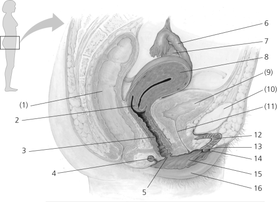 Figure 36.1 Some nonreproductive structures are labeled in parentheses for orientation purposes. -In Figure 36.1, which number corresponds to the corpus uterus?