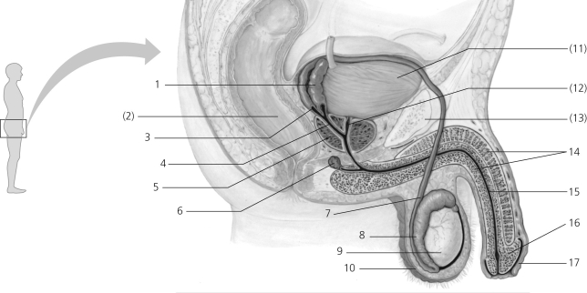 Figure 36.2 Some nonreproductive structures are labeled in parentheses for orientation purposes. -In the figure, which numbers correspond to the vas deferens?