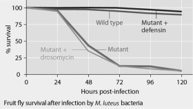 <strong>Mutant fruit flies that make only one antimicrobial peptide (defensin or drosomycin) were tested for survival after infection with Neurospora crassa fungi or with Micrococcus luteus bacteria, and the results are shown in Figures 35.1 and 35.2. Figure 35.1 Figure 35.2 The results shown in the graphs in Figures 35.1 and 35.2 support the hypothesis that</strong> A) adding the defensin gene to such mutants exacerbates fungal infections. B) adding the drosomycin gene to such mutants protects them from bacterial infection. C) wild-type flies with the full set of genes for antimicrobial peptides are highly susceptible to these infective agents. D) the presence of any single antimicrobial peptide protects against both infective agents. E) even the wild-type flies rarely, if ever, survive for five days.