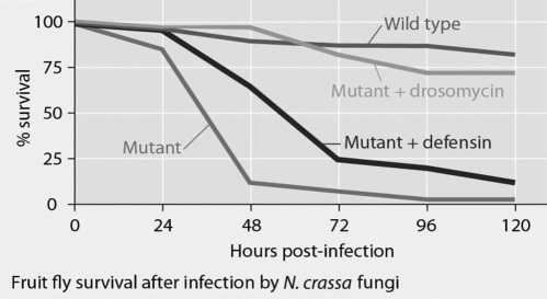 Mutant fruit flies that make only one antimicrobial peptide (defensin or drosomycin) were tested for survival after infection with Neurospora crassa fungi and the results are shown in the figure below. What statement about these data is true? Figure 35.1