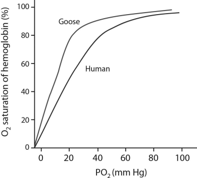 Please use the following information to answer the question(s) below. In the Himalayas, Mount Everest, Earth's highest mountain, reaches over 8,800 meters at its peak. At this altitude the atmospheric pressure is only 254 mm Hg. Although humans cannot survive at this altitude, the bar-headed goose can fly there without any problems. Bar-headed goose hemoglobin can bind the same number of oxygen molecules as human hemoglobin, but their affinities for binding oxygen are different (see graph below). -What is the maximum number of molecules of oxygen that bar-headed goose hemoglobin can bind to?