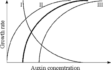 <strong> Figure 31.1 The heavy line in Figure 31.1 illustrates the relationship between auxin concentration and cell growth in stem tissues. If the same range of concentrations were applied to lateral buds, what curve(s) would probably be produced?</strong> A) I B) II C) III D) II or III