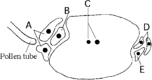 The following questions refer to the diagram of an embryo sac of an angiosperm shown in Figure 30.1. Figure 30.1 -Based on Figure 30.1, which cell(s) guide(s) the pollen tube to the egg cell?