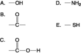 Figure 3.4 -Which of the groups in Figure 3.4 is an acidic functional group that can dissociate and release H+ into a solution?