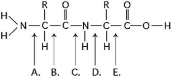 Figure 3.12 -Which bond in Figure 3.12 is farthest from an carbon?