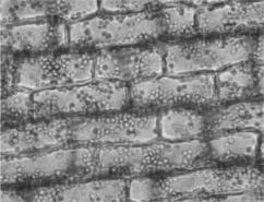 <strong> Figure 28.1 Which of the following statements about the cells shown in the photograph in Figure 28.1 is true?</strong> A) They are parenchyma cells. B) They are photosynthetic. C) They are usually found in roots. D) They are phloem cells. E) They are parenchyma cells and photosynthetic.