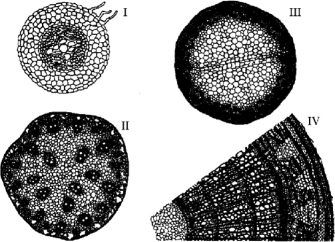   Figure 28.2 -A monocot stem is represented by