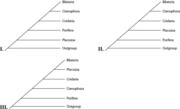 Please use the following information to answer the question(s) below. Placozoan evolutionary relationships to other animals are currently unclear, and different phylogenies can be created, depending on the characters used to infer relatedness. Placozoans are multicellular invertebrates with a simple structure of only two tissue layers and only four cell types. They have the smallest amount of DNA measured in any animal. In comparison, sponges have no tissues but about 20 cell types. One species of placozoans, Tp (Trichoplax adhaerens), produces a neuropeptide almost identical to one found in cnidarians. The genome of Tp, although the smallest of any known animal, shares many features of complex eumetazoan (even human!) genomes. The next three questions refer to the phylogenetic trees that follow. In the trees, the outgroup is a taxon that is outside the group of interest; members of the group of interest are more closely related to one another than to the outgroup. -Which tree(s) has (have) been created by emphasizing genomic features of placozoans?