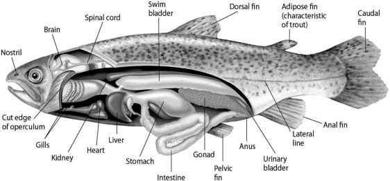 Please use the following information to answer the question(s) below. Figure 27.2 Fishes that have swim bladders can regulate their density and thus their buoyancy. There are two types of swim bladder: physostomous and physoclistous. The ancestral version is the physostomous version, in which the swim bladder is connected to the esophagus via a short tube (Figure 27.2). The fish fills this version by swimming to the surface, taking gulps of air, and directing them into the swim bladder. Air is removed from this version by belching. The physoclistous version is more derived and has lost its connection to the esophagus. Instead, gas enters and leaves the swim bladder via special circulatory mechanisms within the wall of the swim bladder. -If a physoclistous fish removes gas from its swim bladder, this fish's density cannot actually change until that gas arrives at the