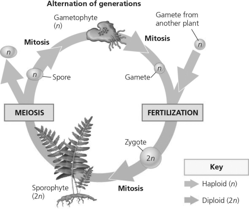 The following question(s) refer to the generalized life cycle for land plants shown in the figure. Each number within a circle represents a specific plant or plant part, and each number in a box refers to a biological process. -Meiosis is most likely to be represented by which number?