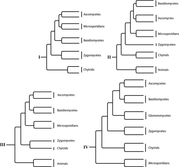 The following question(s) refer to the following phylogenetic trees. -Which tree depicts all of the currently recognized major groups of fungi?