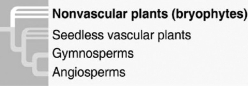 What is true of the phylogenetic tree in the figure? 1) It depicts uncertainty about whether the bryophytes or the vascular plants evolved first. 2) It is hypothetical. 3) It shows that ferns are the closest living relatives to the seed plants. 4) It indicates that seeds are a shared ancestral character of all vascular plants.