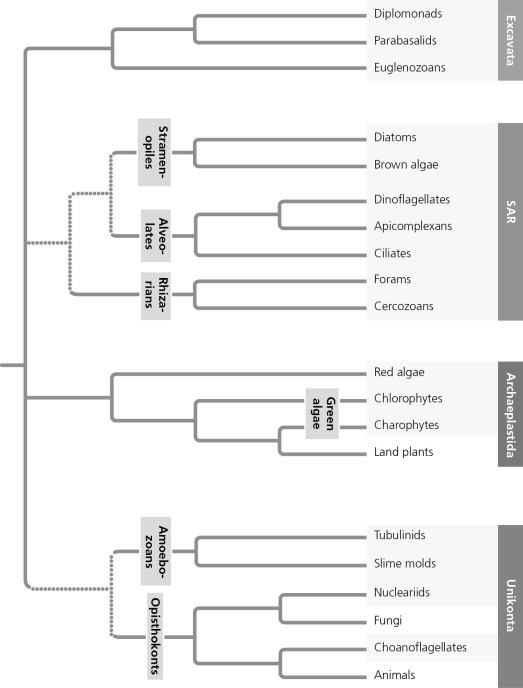 <strong>Based on the phylogenetic tree in the figure given below, which of the following statements is correct? </strong> A) The most recent common ancestor of Excavata is older than that of SAR. B) The most recent common ancestor of red algae and plants is older than that of nucleariids and fungi. C) The most basal (first to diverge) eukaryotic supergroup cannot be determined. D) Excavata is the most basal eukaryotic supergroup.