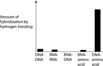 <strong>Several scientific laboratories across the globe are performing research concerning the origin of life on Earth. Suppose one of these laboratories conducts abiotic experiment(s) to test the potential for hydrogen bonding between various nucleic acids and amino acids. Which of the following results of such experiments are most consistent with our current understanding of Earth's first genetic systems?</strong> A) B) C) D)