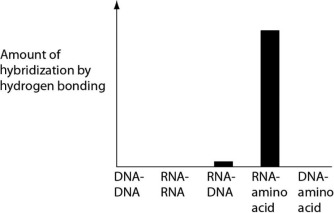 <strong>Several scientific laboratories across the globe are performing research concerning the origin of life on Earth. Suppose one of these laboratories conducts abiotic experiment(s) to test the potential for hydrogen bonding between various nucleic acids and amino acids. Which of the following results of such experiments are most consistent with our current understanding of Earth's first genetic systems?</strong> A) B) C) D)