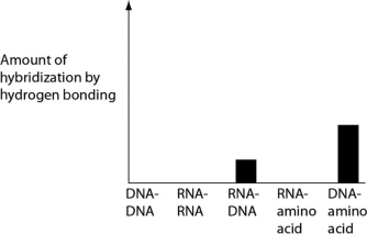 <strong>Several scientific laboratories across the globe are performing research concerning the origin of life on Earth. Suppose one of these laboratories conducts abiotic experiment(s) to test the potential for hydrogen bonding between various nucleic acids and amino acids. Which of the following results of such experiments are most consistent with our current understanding of Earth's first genetic systems?</strong> A) B) C) D)