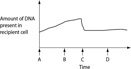<strong>Figure 24.2 depicts changes to the amount of DNA present in a recipient cell that is engaged in conjugation with an Hfr cell. Hfr cell DNA begins entering the recipient cell at time A. Assume that reciprocal crossing over occurs (in other words, a fragment of the recipient's chromosome is exchanged for a homologous fragment from the Hfr cell's DNA). Use Figure 24.2 to answer the following question(s). Figure 24.2 How is the recipient cell different at time D than it was at time A?</strong> A) It has a greater number of genes. B) It has a greater mass of DNA. C) It has a different sequence of base pairs. D) It contains bacteriophage DNA. E) Its membrane-bound DNA pumps are inactive.