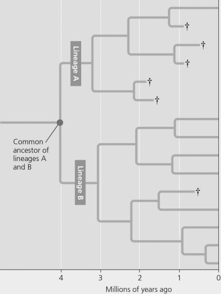 <strong> Figure 23.3 Figure 23.4 This evolutionary tree shows the influence of speciation and extinction on the diversity of life. After 2 million years lineage A had a(n) ________ rate of speciation and ________ extinction rates compared to lineage B.</strong> A) higher; lower B) lower; higher C) increased; decreased D) improved; enhanced