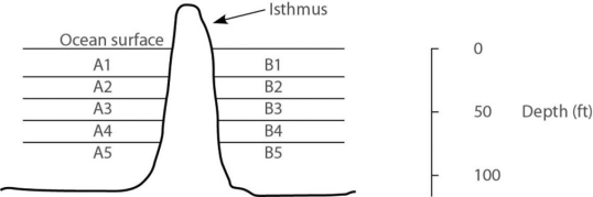 <strong>Please use the following information to answer the question(s) below. In the ocean, on either side of the Isthmus of Panama, are 30 species of snapping shrimp; some are shallow-water species, and others are adapted to deep water. There are 15 species on the Pacific side and 15 different species on the Atlantic side. The Isthmus of Panama started rising about 10 million years ago. In Figure 22.1, the isthmus separates the Pacific Ocean on the left (side A) from the Atlantic Ocean on the right (side B). The seawater on either side of the isthmus is separated into five depth habitats (1-5), with 1 being the shallowest.   Figure 22.1 In which habitat should one find snapping shrimp most closely related to shrimp that live in habitat A4?</strong> A) A3 B) A5 C) B4 D) either A3 or A5 E) any species from any one of the side A habitats <div style=padding-top: 35px> 