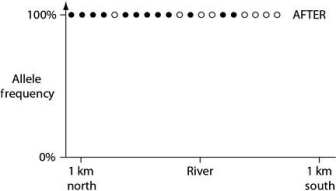 <strong>Please use the following information to answer the question(s) below. In the ocean, on either side of the Isthmus of Panama, are 30 species of snapping shrimp; some are shallow-water species, and others are adapted to deep water. There are 15 species on the Pacific side and 15 different species on the Atlantic side. The Isthmus of Panama started rising about 10 million years ago. In Figure 22.1, the isthmus separates the Pacific Ocean on the left (side A) from the Atlantic Ocean on the right (side B). The seawater on either side of the isthmus is separated into five depth habitats (1-5), with 1 being the shallowest.   Figure 22.1 In a hypothetical situation, the National Park Service, which administers Grand Canyon National Park in Arizona, builds a footbridge over the Colorado River at the bottom of the canyon. The footbridge permits migration to occur between populations of two closely related antelope squirrels. Previously, one type of squirrel had been restricted to the terrain south of the river, and the other type had been restricted to terrain on the north side of the river. Immediately before and 10 years after the bridge's completion, researchers collected 10 antelope squirrels from both sides of the river, took blood samples, and collected frequencies of alleles unique to the two types of antelope squirrels (see the graphs in Figures 22.2 and 22.3).   Figure 22.2   Figure 22.3 The data in these graphs indicate that</strong> A) a hybrid zone was established after the completion of the bridge. B) there was no migration between the two squirrel populations after the bridge was completed. C) gene flow occurred from one type of squirrel into the gene pool of the other type of squirrel. D) two-way migration of squirrels occurred across the bridge, but without hybridization. E) some northern squirrels migrated south, but no southern squirrels migrated north across the bridge. <div style=padding-top: 35px> 