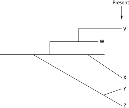 <strong>The following question(s) refer to the evolutionary tree in Figure 22.4, whose horizontal axis represents time (present time is on the far right) and whose vertical axis represents morphological change.   Figure 22.4 Which of these five species originated earliest and appeared suddenly in the fossil record?</strong> A) V B) W C) X D) Y E) Z <div style=padding-top: 35px> 