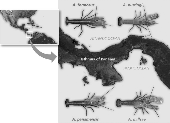 <strong>The following question(s) refer to the evolutionary tree in Figure 22.4, whose horizontal axis represents time (present time is on the far right) and whose vertical axis represents morphological change.   Figure 22.4   Figure 22.5 Which of the following is evidence for allopatric speciation by the formation of the Isthmus of Panama?</strong> A) One species of the sister species lives on the Pacific side. B) Genetic analyses indicate time of origin. C) Sister species diverge first. D) Coordination of geological evidence demonstrated species divergence. <div style=padding-top: 35px> 